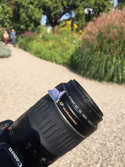 butterfly on objective lens